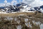 87 Pianoro di Monte Campo con vista in Arera